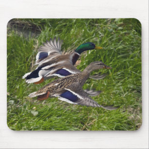 Canards pilotant le tapis de souris