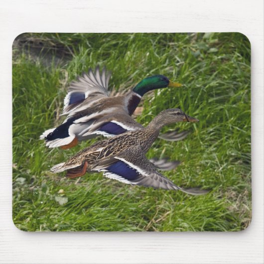 Canards pilotant le tapis de souris (Devant)