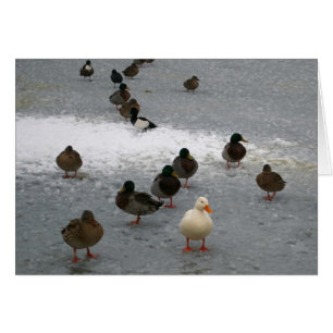 Canards sur glace