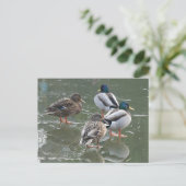 Canards sur Ice do-it-yourself carte postale (Debout devant)