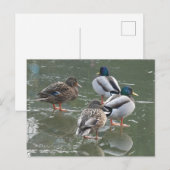 Canards sur Ice do-it-yourself carte postale (Devant / Derrière)