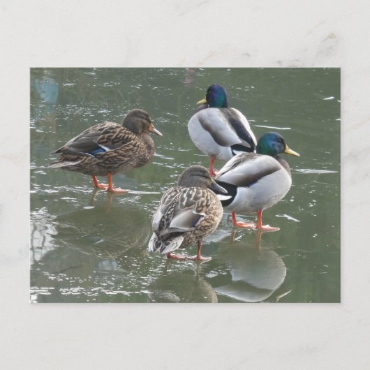 Canards sur Ice do-it-yourself carte postale (Devant)
