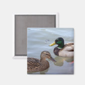 Canards sur un aimant d'étang (Recto/Verso)