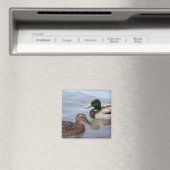 Canards sur un aimant d'étang (In Situ (Lave-vaisselle))