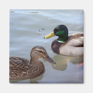 Canards sur un aimant d'étang