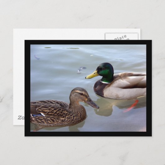 Canards sur une carte postale en étang (Devant / Derrière)