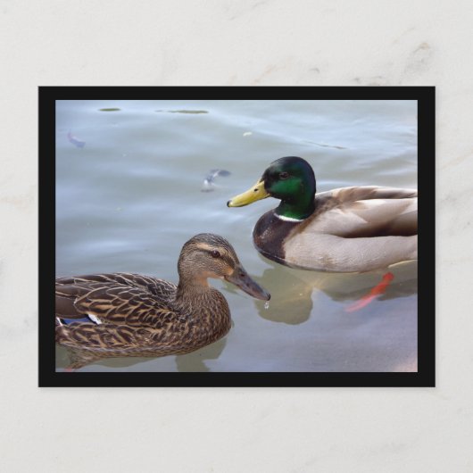 Canards sur une carte postale en étang (Devant)
