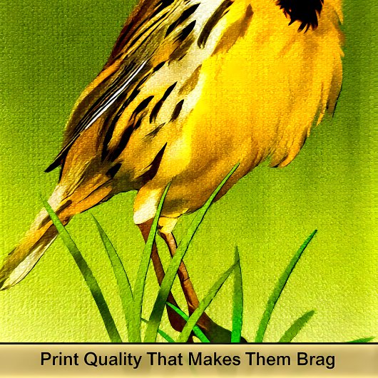 Canarie jaune nom Howey