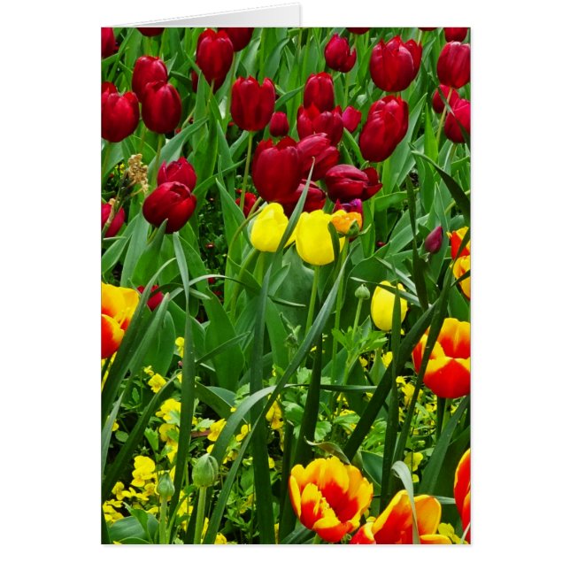 Canberra Tulips (Voorkant)