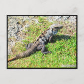 CANCUN #16 BRIEFKAART (Voorkant)