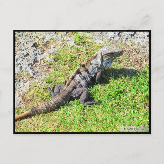 CANCUN #16 BRIEFKAART (Voorkant)