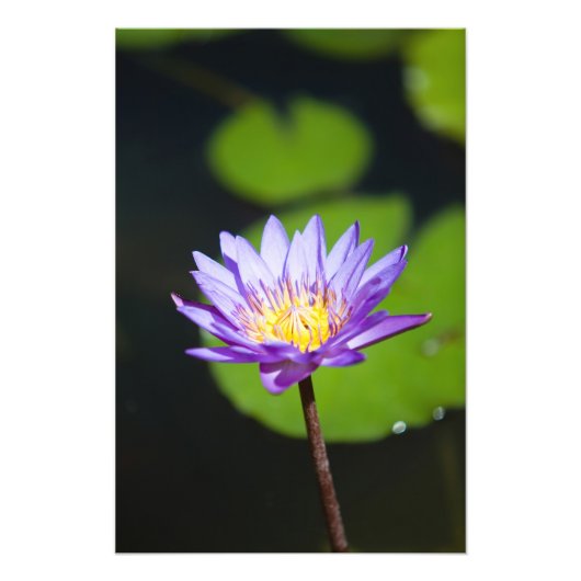 Cancun, Mexico Foto Afdruk (Voorkant)