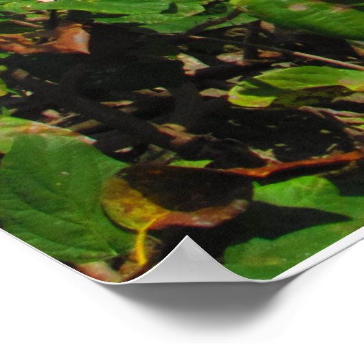 CANCUN POSTER N° 6 (Coin)