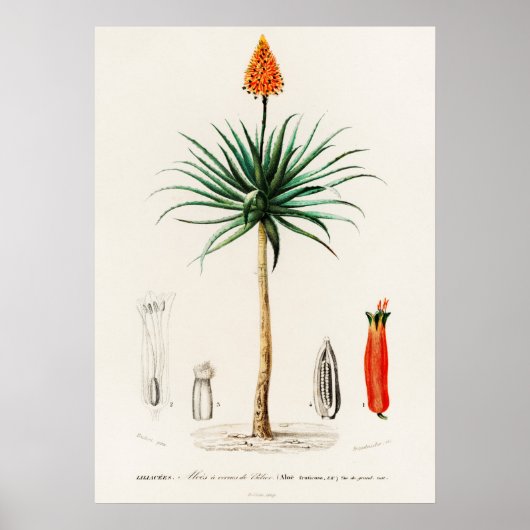 Candelabra aloe (aloe fruticosa) poster (Voorkant)