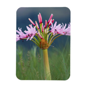 Candelabra Flower (Brunsvigia Radulosa), Umgeni Magneet