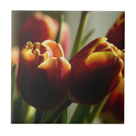 Candy Corn Tulips Ceramic Tile Tegeltje (Voorkant)