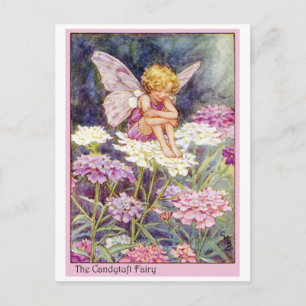 Candytuft fee briefkaart