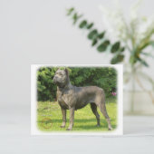 Cane Corso 8R056D-05 Briefkaart (Staand voorkant)