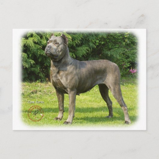 Cane Corso 8R056D-05 Briefkaart (Voorkant)