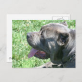 Cane Corso briefkaart (Voorkant / Achterkant)