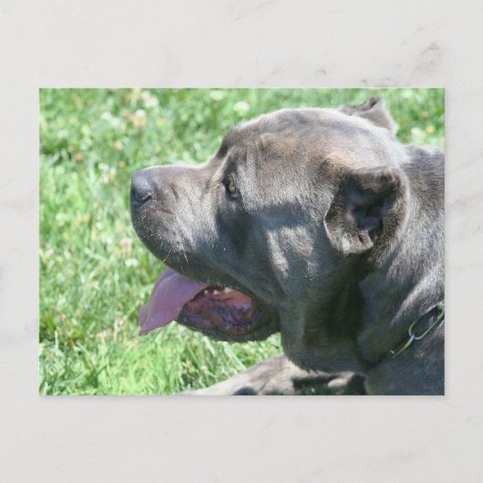 Cane Corso briefkaart (Voorkant)