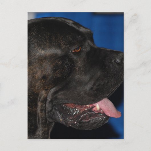Cane Corso Dog Briefkaart (Voorkant)