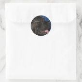 Cane Corso Dog Stickers (Tas)