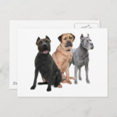 Cane Corso Drie Briefkaart (Voorkant / Achterkant)