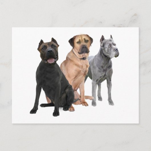 Cane Corso Drie Briefkaart (Voorkant)