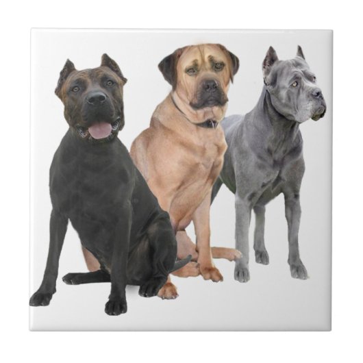 Cane Corso Drie Tegeltje (Voorkant)