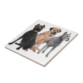 Cane Corso Drie Tegeltje (Zijkant)