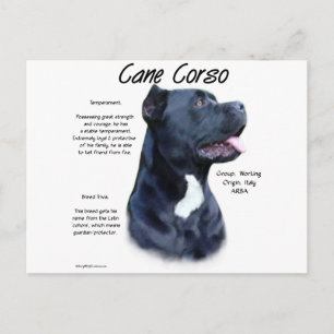 Cane Corso Geschiedenis Briefkaart