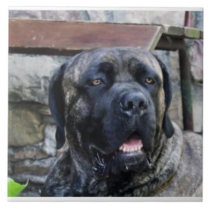 Cane Corso grijze brindle Tegeltje