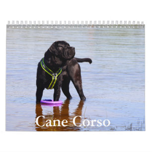 Cane Corso Hondenkalender Kalender