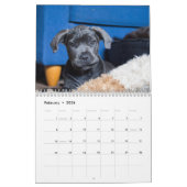 Cane Corso Kalender (Feb 2026)