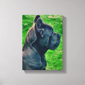 Cane Corso portret Canvas Afdruk
