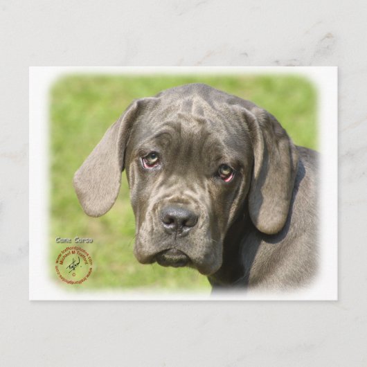 Cane Corso Puppy 8R062D-25 Briefkaart (Voorkant)