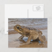 Cane Toad Rhinella marina, voorheen Bufo Briefkaart (Voorkant / Achterkant)