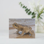 Cane Toad Rhinella marina, voorheen Bufo Briefkaart (Staand voorkant)