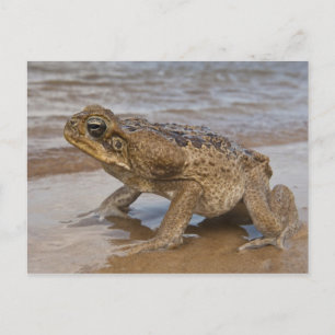 Cane Toad Rhinella marina, voorheen Bufo Briefkaart