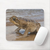 Cane Toad Rhinella marina, voorheen Bufo Muismat (Met muis)