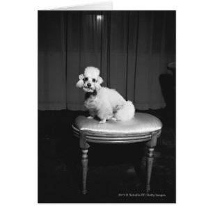 Caniche blanc assis sur le tabouret B&W