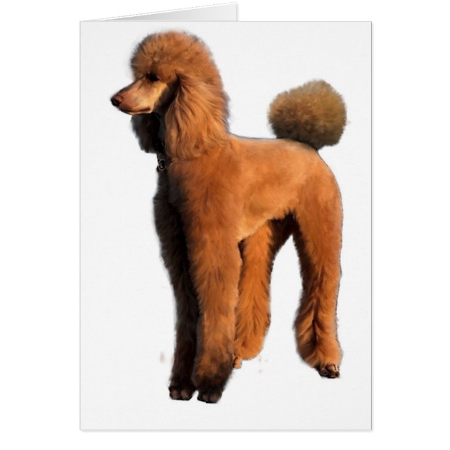 caniche rouge (Devant)