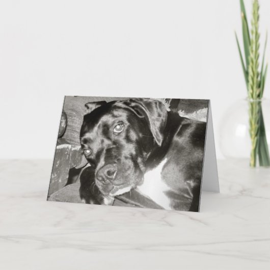 Canine Kaart (Voorkant)