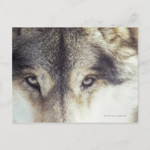 Canis Lupus Briefkaart