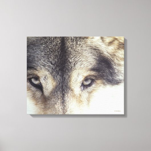 Canis Lupus Canvas Afdruk (Voorkant)