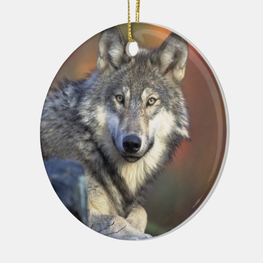 Canis_lupus_Grijze Wolf Kerst Ornament (Links)