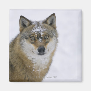 Canis lupus, kijkend naar camera, Duitsland, Europ Magneet
