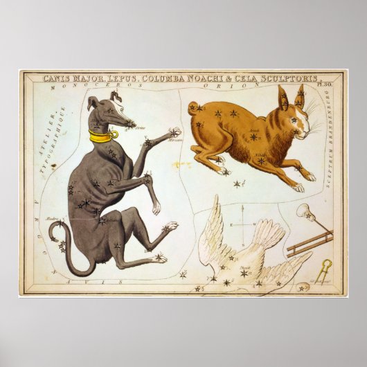 Canis Major, Lepus, Columba Noachi en Cela Sculpto Poster (Voorkant)