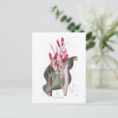 Canna discolor briefkaart (Staand voorkant)